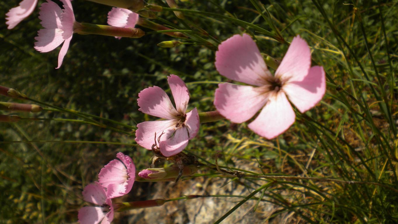 Valnontey 01 - Dianthus cfr.sylvestris